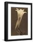 No. 1 by Tina Modotti-null-Framed Photographic Print