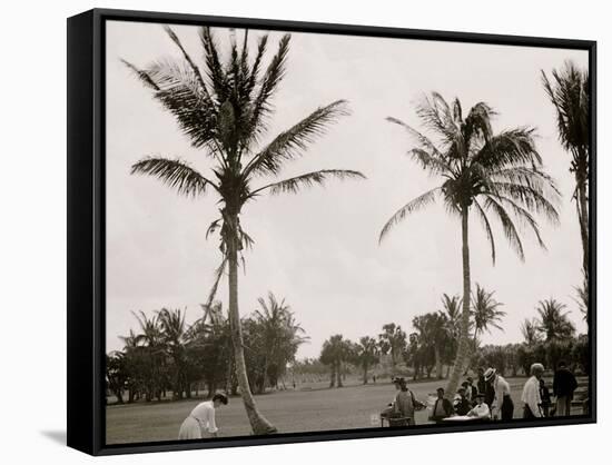 No. 1 Tee, Golf Links, Palm Beach, Fla.-null-Framed Stretched Canvas