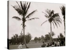 No. 1 Tee, Golf Links, Palm Beach, Fla.-null-Stretched Canvas