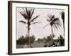 No. 1 Tee, Golf Links, Palm Beach, Fla.-null-Framed Photo