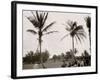 No. 1 Tee, Golf Links, Palm Beach, Fla.-null-Framed Photo