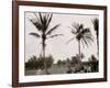 No. 1 Tee, Golf Links, Palm Beach, Fla.-null-Framed Photo