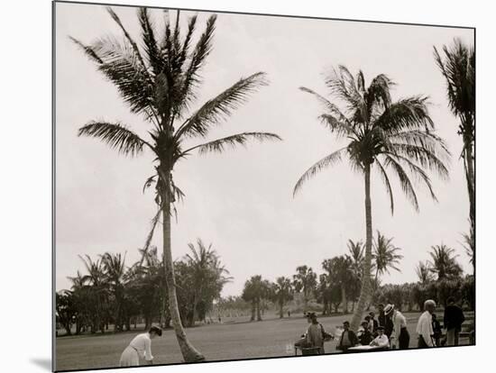 No. 1 Tee, Golf Links, Palm Beach, Fla.-null-Mounted Photo