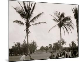 No. 1 Tee, Golf Links, Palm Beach, Fla.-null-Mounted Photo