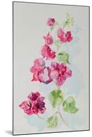 No.2 Bougainvillea Red-Izabella Godlewska de Aranda-Mounted Giclee Print