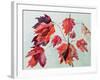 No.24 Autumn Maple Leaves-Izabella Godlewska de Aranda-Framed Giclee Print