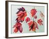 No.24 Autumn Maple Leaves-Izabella Godlewska de Aranda-Framed Giclee Print