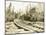 No. Camp, C.H. Clemons Logging Co, Melbourne, WA, 1918-Clark Kinsey-Mounted Giclee Print