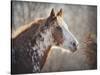 No Sharing Horse-Jai Johnson-Stretched Canvas