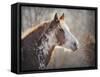 No Sharing Horse-Jai Johnson-Framed Stretched Canvas