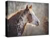 No Sharing Horse-Jai Johnson-Stretched Canvas