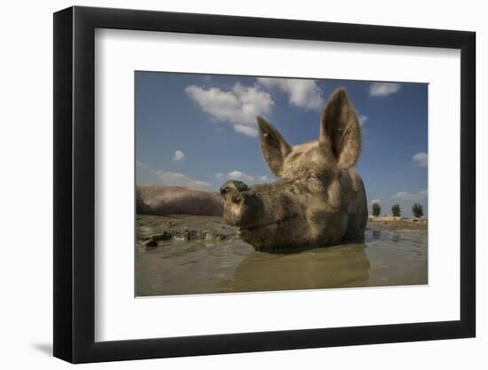 No Stress-Gert Van Den-Framed Photographic Print