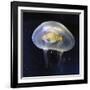 No Way-Ata Alishahi-Framed Giclee Print