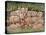 Noah - Elephants-Rhinos-Hippos-Bill Bell-Stretched Canvas