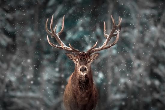 Premium Photographic Print, , large