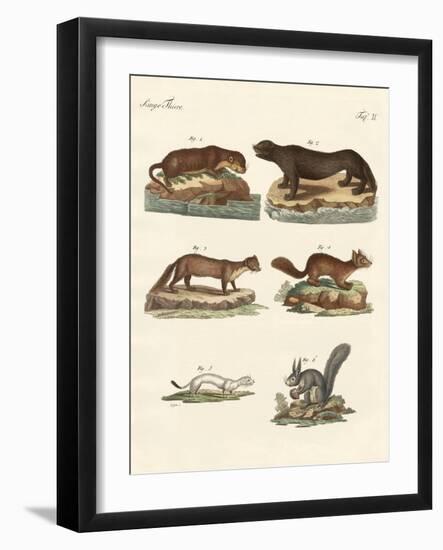 Noble Furs-null-Framed Giclee Print