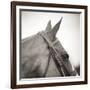 Noble Gaze-Joseph Eta-Framed Giclee Print