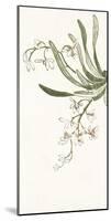 Noble Orchid-Oriental School-Mounted Art Print