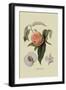 Noble Peach-William Hooker-Framed Art Print