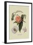 Noble Peach-William Hooker-Framed Art Print