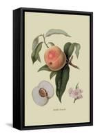 Noble Peach-William Hooker-Framed Stretched Canvas