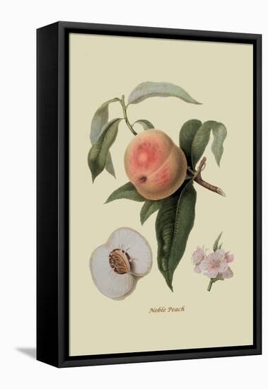 Noble Peach-William Hooker-Framed Stretched Canvas