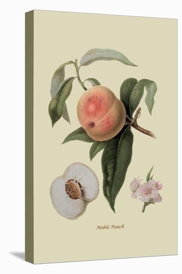 Noble Peach-William Hooker-Stretched Canvas