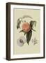 Noble Peach-William Hooker-Framed Art Print