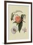 Noble Peach-William Hooker-Framed Art Print