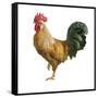 Noble Rooster II on White-Danhui Nai-Framed Stretched Canvas