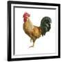 Noble Rooster II on White-Danhui Nai-Framed Art Print