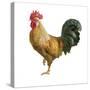 Noble Rooster II on White-Danhui Nai-Stretched Canvas