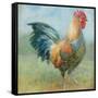 Noble Rooster III Vintage No Border-Danhui Nai-Framed Stretched Canvas