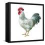 Noble Rooster IV on White-Danhui Nai-Framed Stretched Canvas