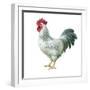 Noble Rooster IV on White-Danhui Nai-Framed Art Print