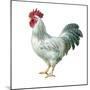 Noble Rooster IV on White-Danhui Nai-Mounted Art Print