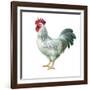 Noble Rooster IV on White-Danhui Nai-Framed Art Print