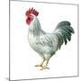 Noble Rooster IV on White-Danhui Nai-Mounted Art Print