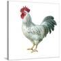 Noble Rooster IV on White-Danhui Nai-Stretched Canvas