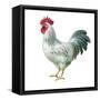 Noble Rooster IV on White-Danhui Nai-Framed Stretched Canvas