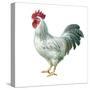 Noble Rooster IV on White-Danhui Nai-Stretched Canvas