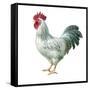 Noble Rooster IV on White-Danhui Nai-Framed Stretched Canvas