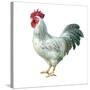 Noble Rooster IV on White-Danhui Nai-Stretched Canvas