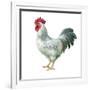 Noble Rooster IV on White-Danhui Nai-Framed Art Print