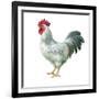 Noble Rooster IV on White-Danhui Nai-Framed Art Print