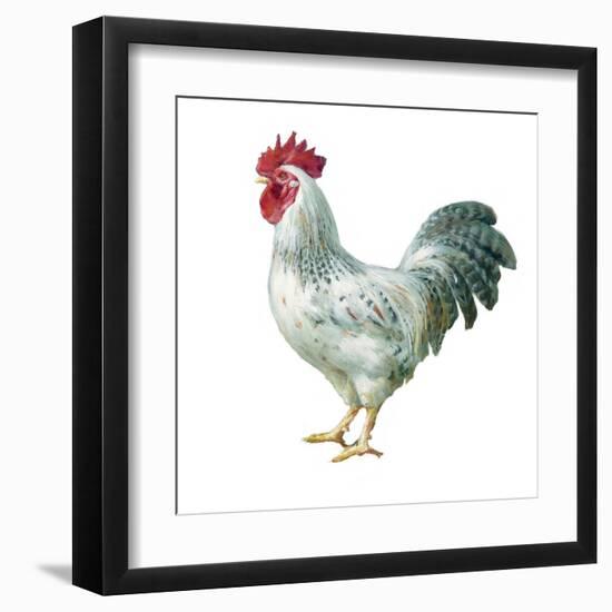 Noble Rooster IV on White-Danhui Nai-Framed Art Print