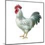 Noble Rooster IV on White-Danhui Nai-Mounted Art Print