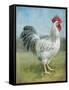 Noble Rooster IV v.2 Vintage No Border-Danhui Nai-Framed Stretched Canvas