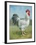 Noble Rooster IV v.2 Vintage No Border-Danhui Nai-Framed Art Print