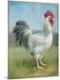 Noble Rooster IV v.2 Vintage No Border-Danhui Nai-Mounted Art Print